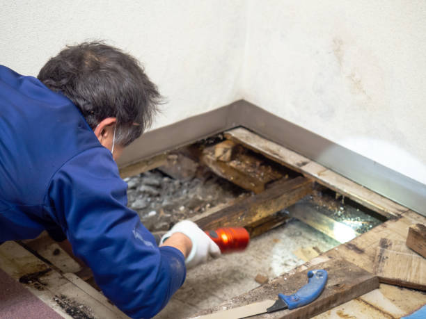 Best Crawl Space Mold Removal  in Brook Park, OH