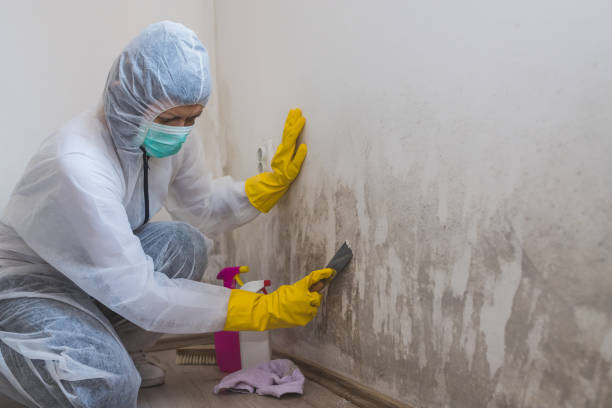 Mold Removal and Inspection in Brook Park, OH