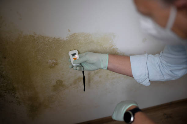 Best Fast Mold Removal  in Brook Park, OH