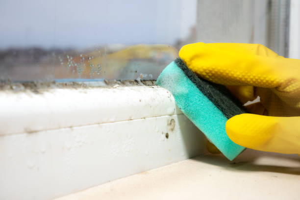 Best Residential Mold Removal  in Brook Park, OH