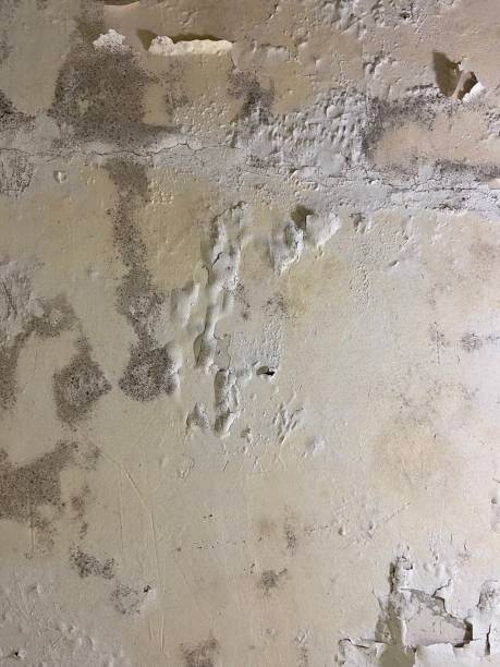 Best Mold Removal Near Me  in Brook Park, OH