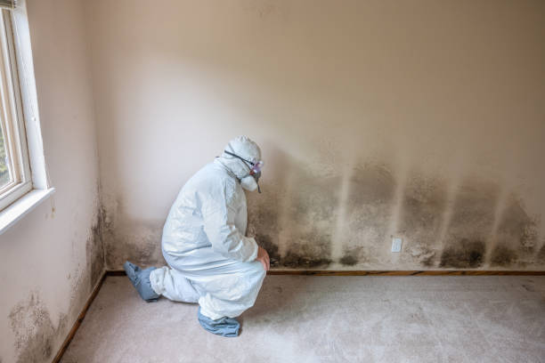 Best Mold Testing  in Brook Park, OH