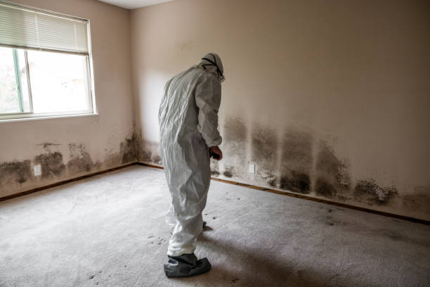 Best Mold Testing  in Brook Park, OH