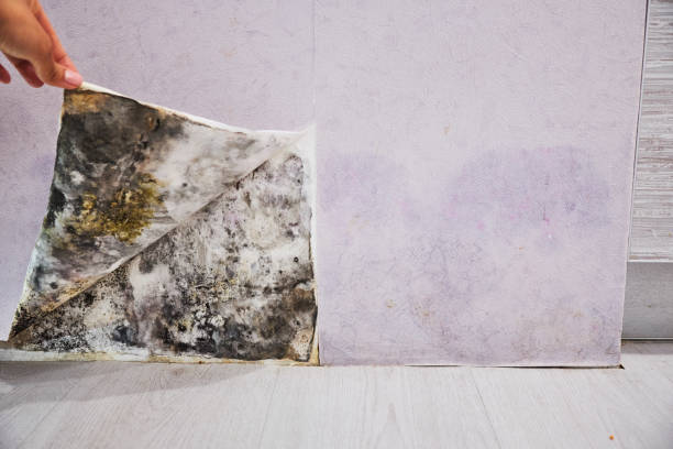 Best Mold Damage Repair  in Brook Park, OH
